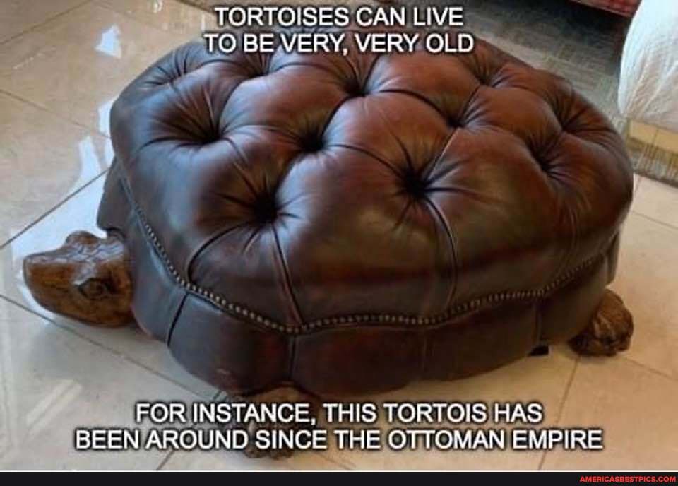 mT TORTOISES CAN LIVE TO BE VERY. OLD
FOR INSTANCE, TH TORTOIS HAS BEEN AROUND SINGE THE OTTOMAN EMPIRE