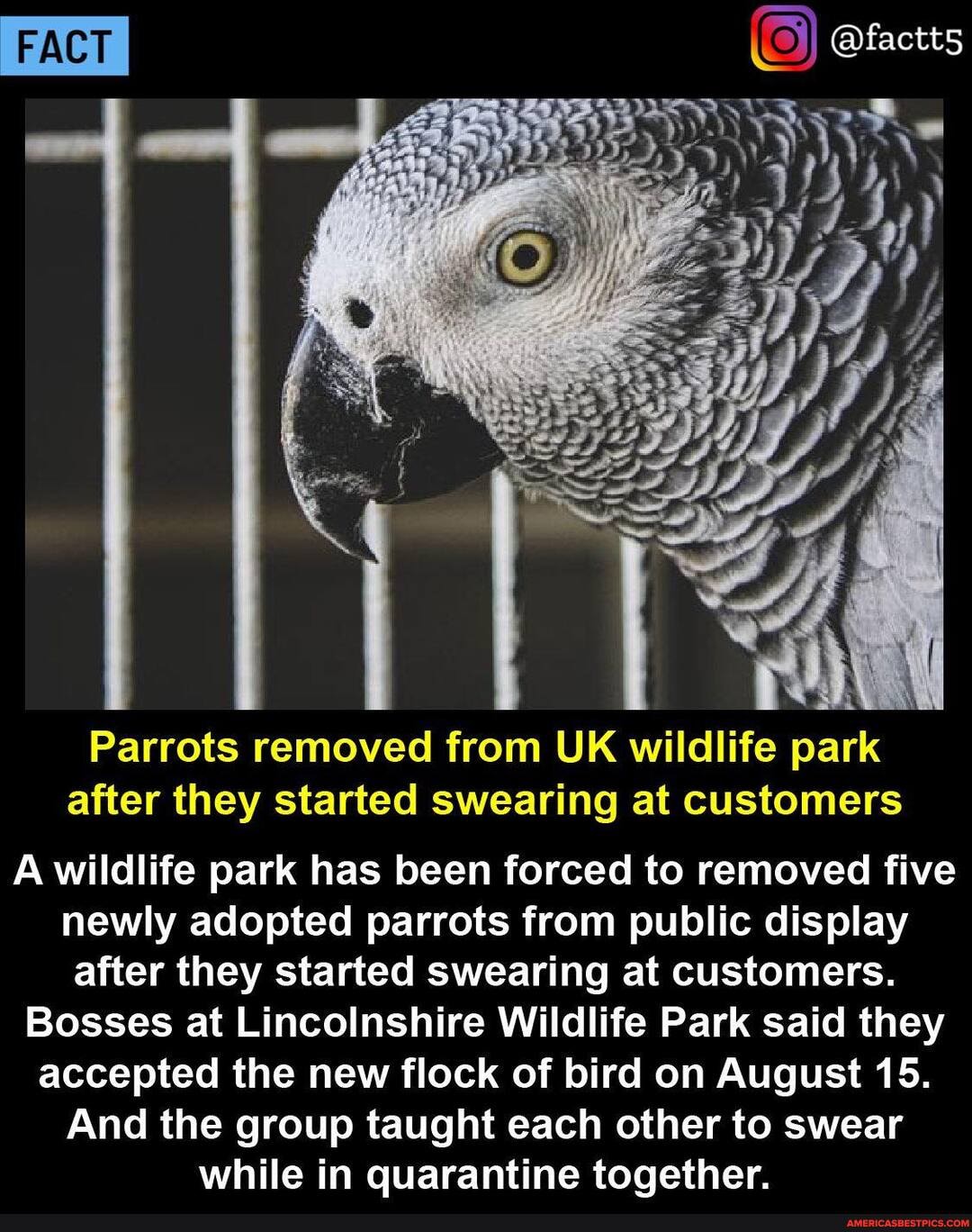 FACT
Parrots removed from UK wildlife park after they started swearing at customers
A .wildlife park has been forced to removed five newly adopted parrots from public display after they started swearing at customers.
Bosses at Lincolnshire Wildlife Park said they accepted the new flock of bird on August 15.
And the group taught each other to swear while in quarantine together.