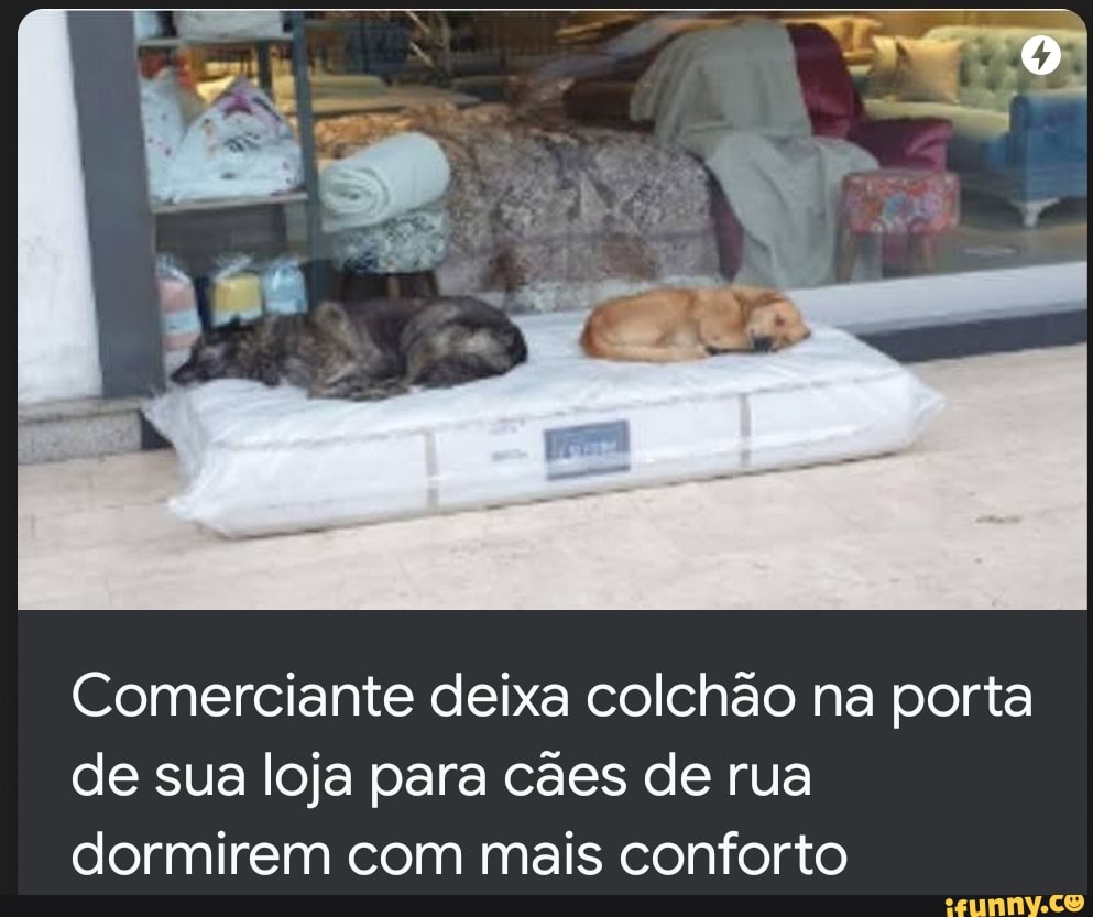 Comerciante deixa colchão na porta de sua loja para cães de rua dormirem com mais conforto