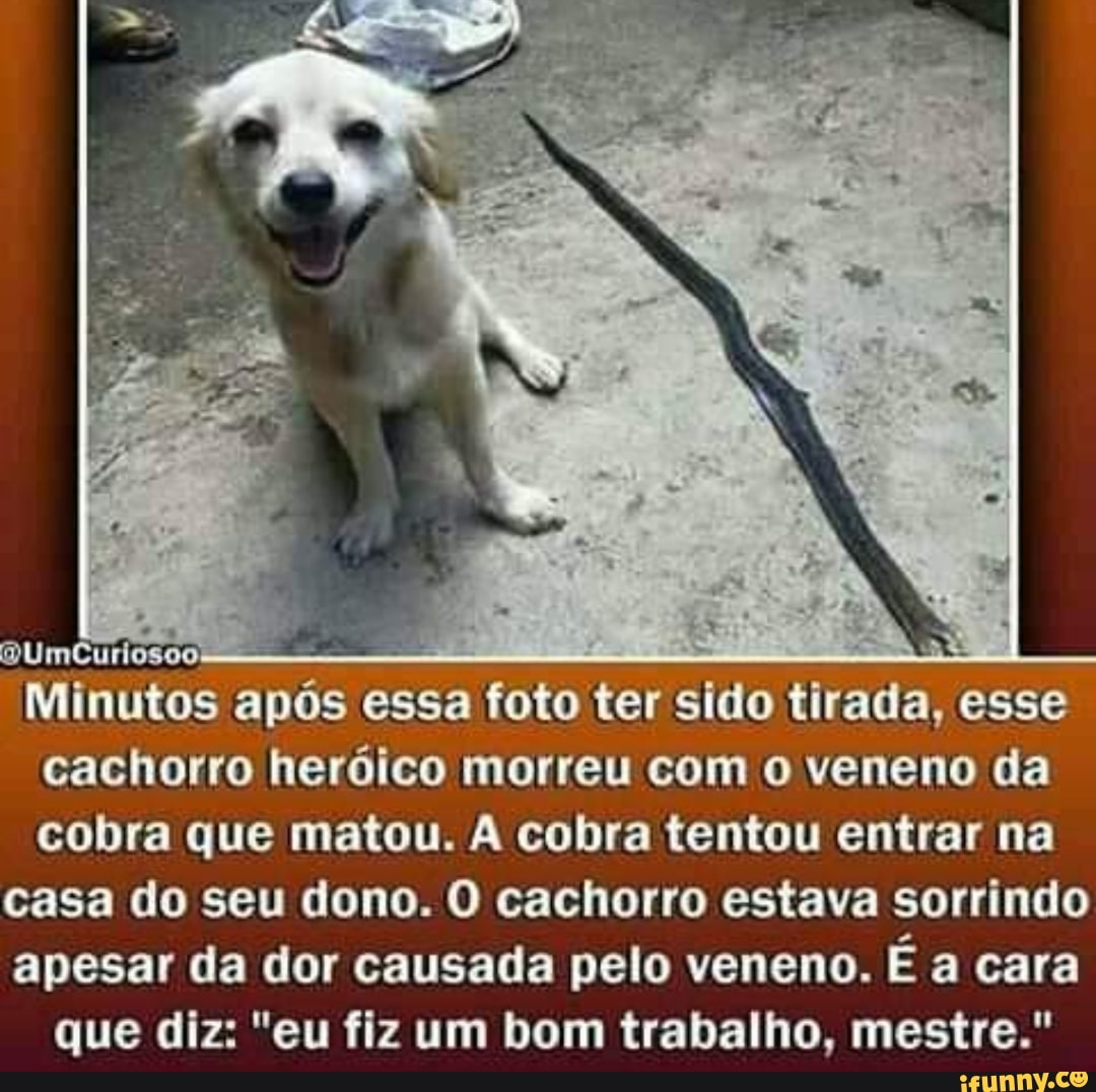 Minutos após essa foto ter sido tirada, esse
cachorro heróico morreu com o veneno da
cobra que matou. A cobra tentou entrar na casa do seu dono. O cachorro estava sorrindo apesar da dor causada pelo veneno. É a cara
que diz: "eu fiz um bom trabalho, mestre."