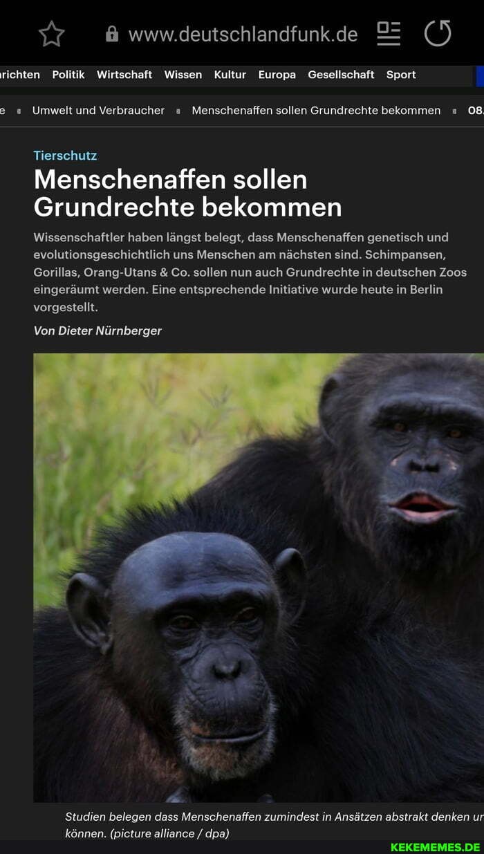 wwurdeutschlandfunk.de
richten Politik Wirtschaft Wissen Kultur Europa Gesellschaft Sport
Umwelt und Verbraucher Menschenaffen sollen Grundrechte bekommen 08
Tierschutz
Menschenaffen sollen
Grundrechte bekommen
Wissenschaftler haben längst belegt, dass Menschenaffen genetisch und evolutionsgeschichtlich uns Menschen am nächsten sind. Schimpansen,
Gorillas, Orang-Utans & Co. sollen nun auch Grundrechte in deutschen Zoos eingeräumt werden. Eine entsprechende Initiative wurde heute in Berlin vorgestellt.
Von Dieter Nürnberger
Studien belegen dass Menschenaffen zumindest in Ansätzen abstrakt denken ur
