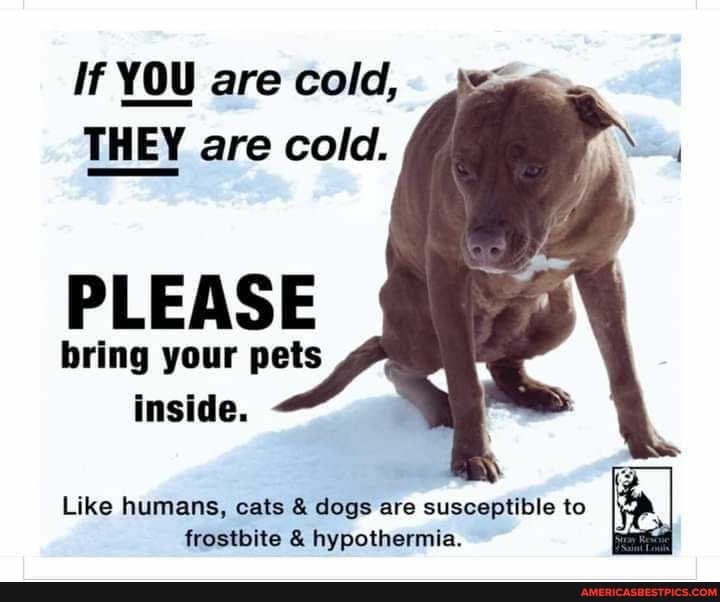 If YOU are cold,
THEY are cold.
PLEASE
bring your pets inside.
Like humans, cats & dogs are susceptible to frostbite & hypothermia.