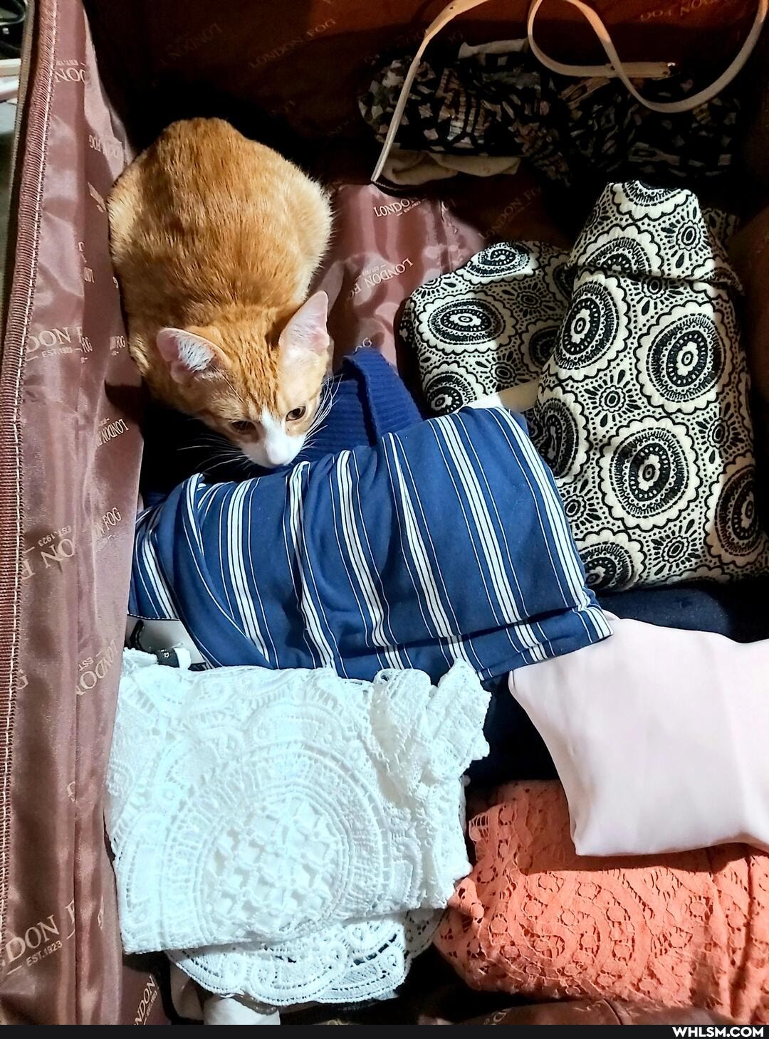 kitten, ginger_cat