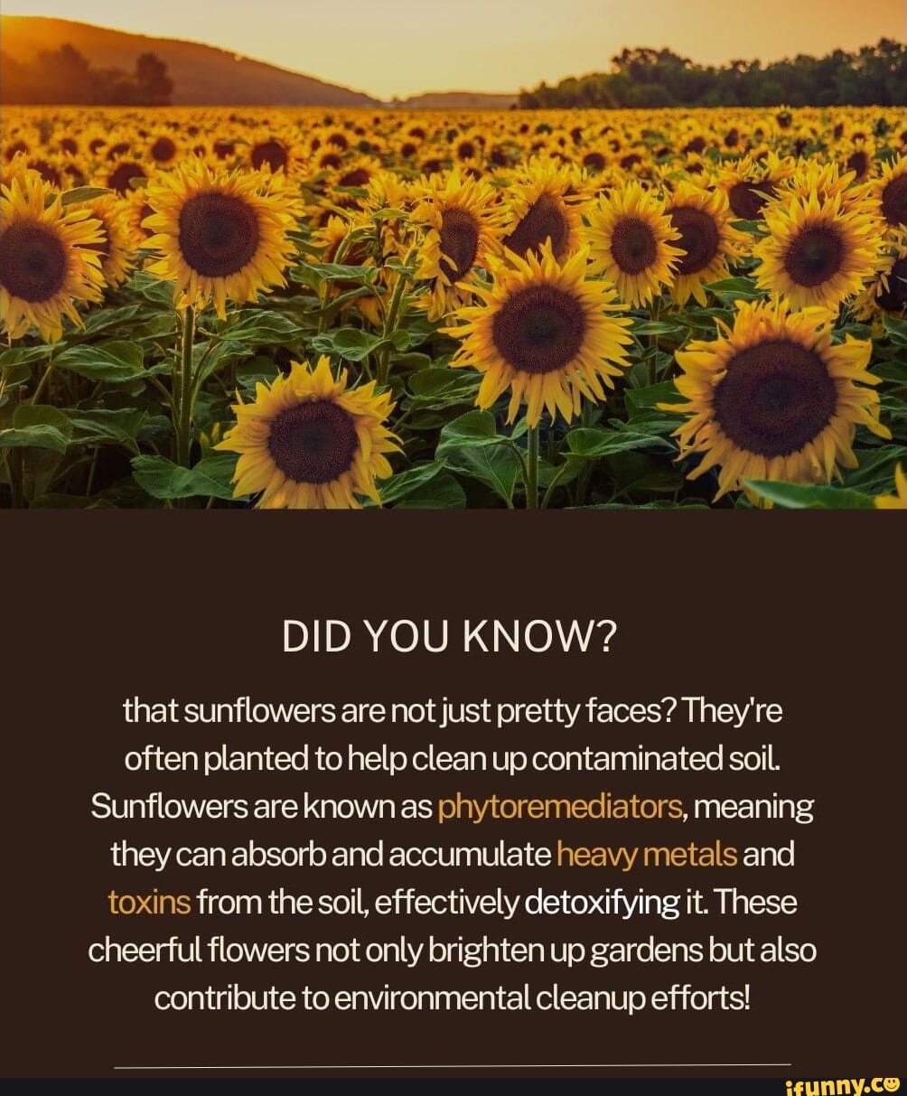 DID YOU KNOW? that sunflowers are not just pretty faces? They're often