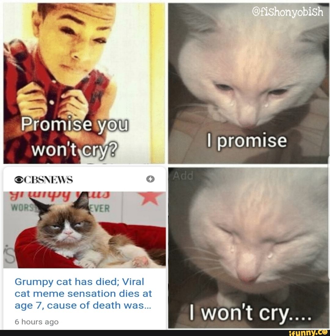 Grumpy Cat Has Died Viral Cat Meme Sensation Dies At Age 7 Cause Of Death Was Ifunny