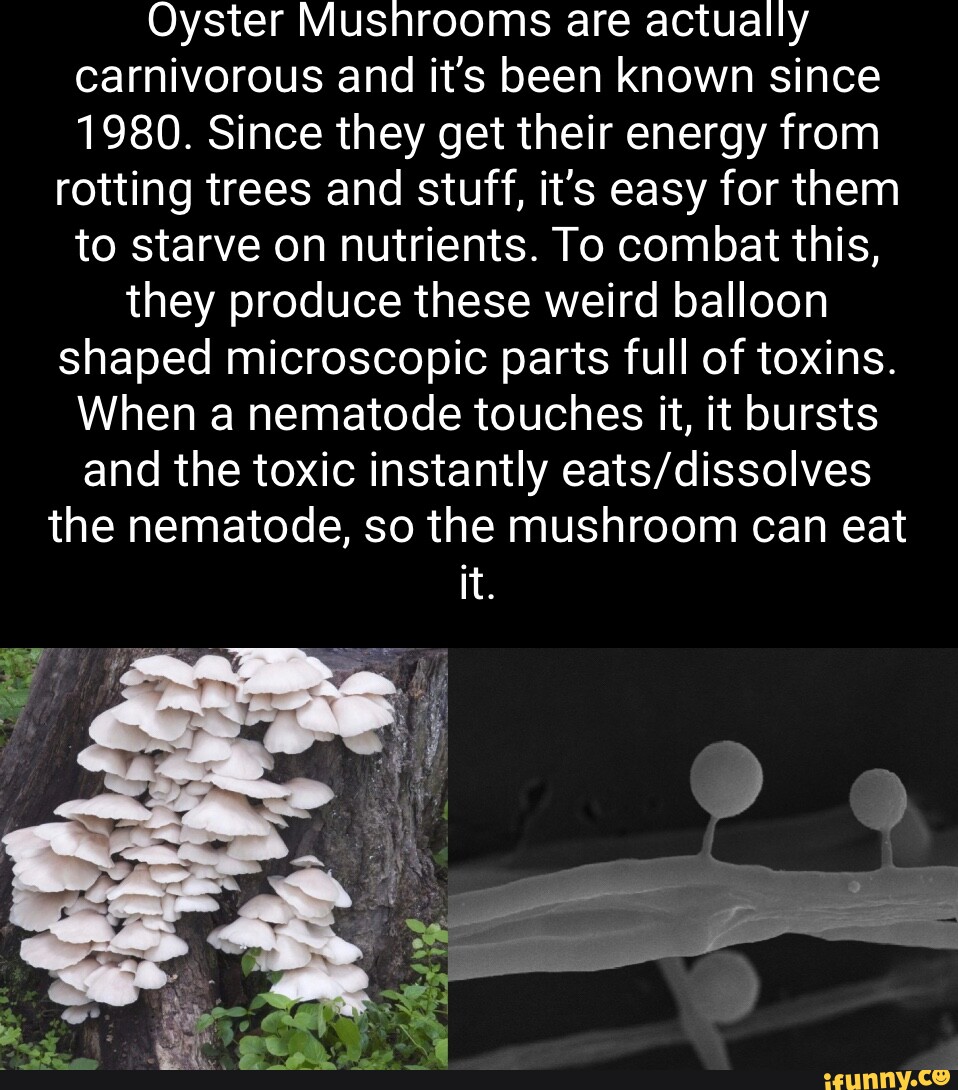 Oyster Mushrooms are actually carnivorous and it's been known since
