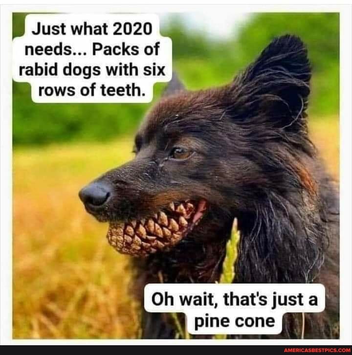 Just what 2020 needs... Packs of rabid dogs with six rows of teeth.
Oh wait, that's just a pine cone