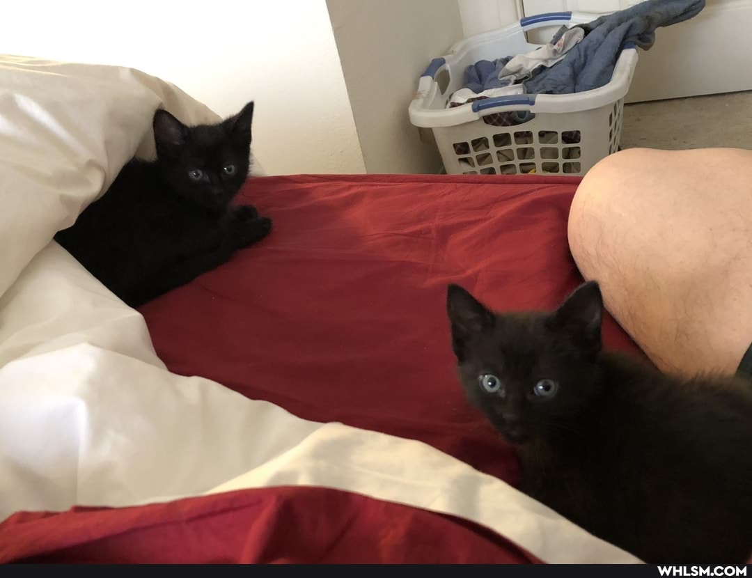 baby_animals, aww, kittens, cute_animal