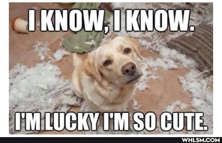 KNOW, I KNOW.
LUCKY I'M SO CUTE.