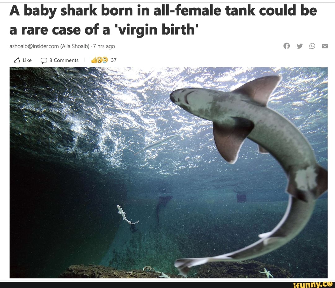 A baby shark born in all-female tank could be a rare case of a 'virgin