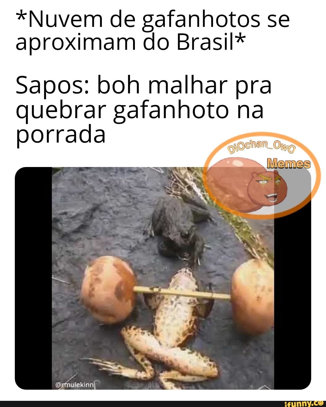 *Nuvem de gafanhotos se
aproximam do Brasil*
Sapos: boh malhar pra
quebrar gafanhoto na
porrada