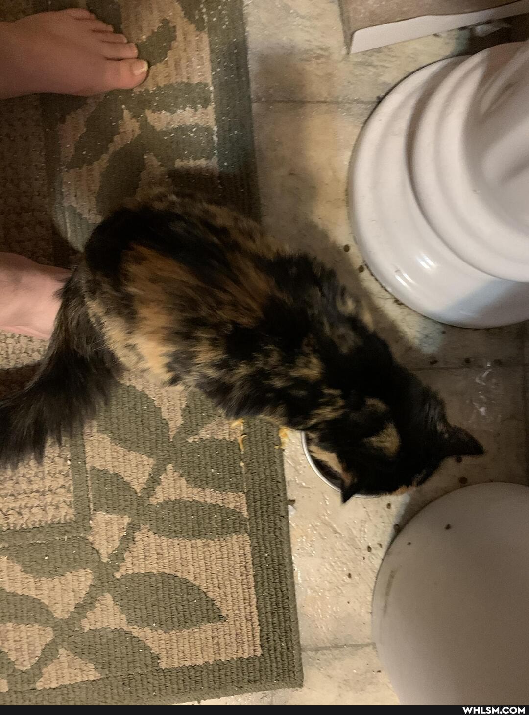 kitty