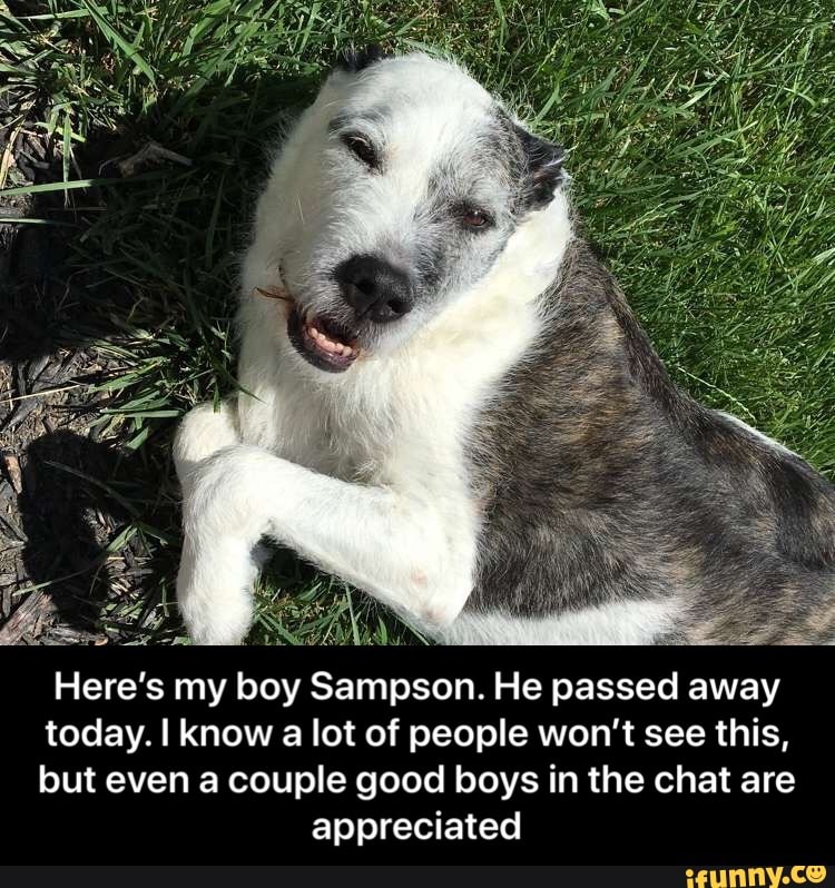 NS Here's my boy Sampson. He passed away today. I know a lot of people won't see this, but even a couple good boys in the chat are appreciated - Here’s my boy Sampson. He passed away today. I know a lot of people won’t see this, but even a couple good boys in the chat are appreciated