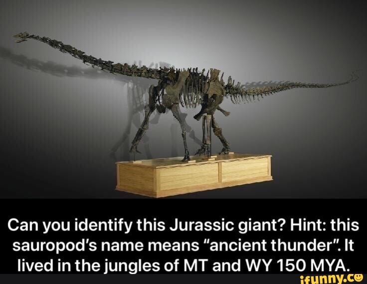 Can you identify this Jurassic giant? Hint: this
sauropod's name means "ancient thunder". It lived in the jungles of MT and WY 150 MYA.