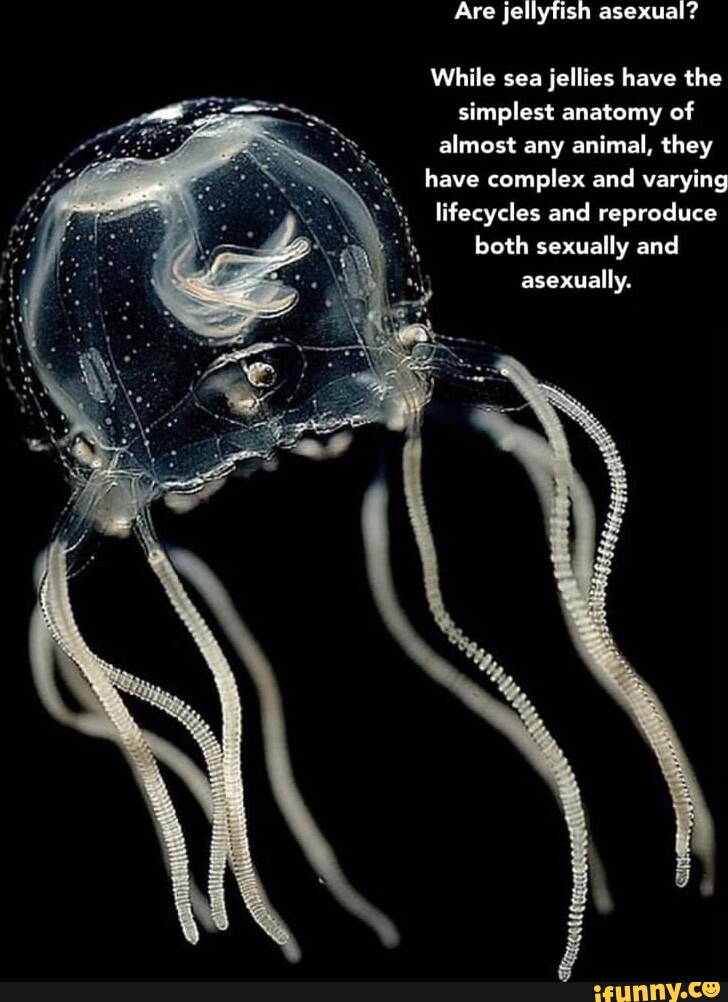 Are jellyfish asexual? While sea jellies have the simplest anatomy of