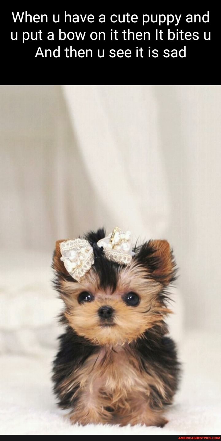 When u have a cute puppy and put a bow on it then It bites u
And then u see it is sad