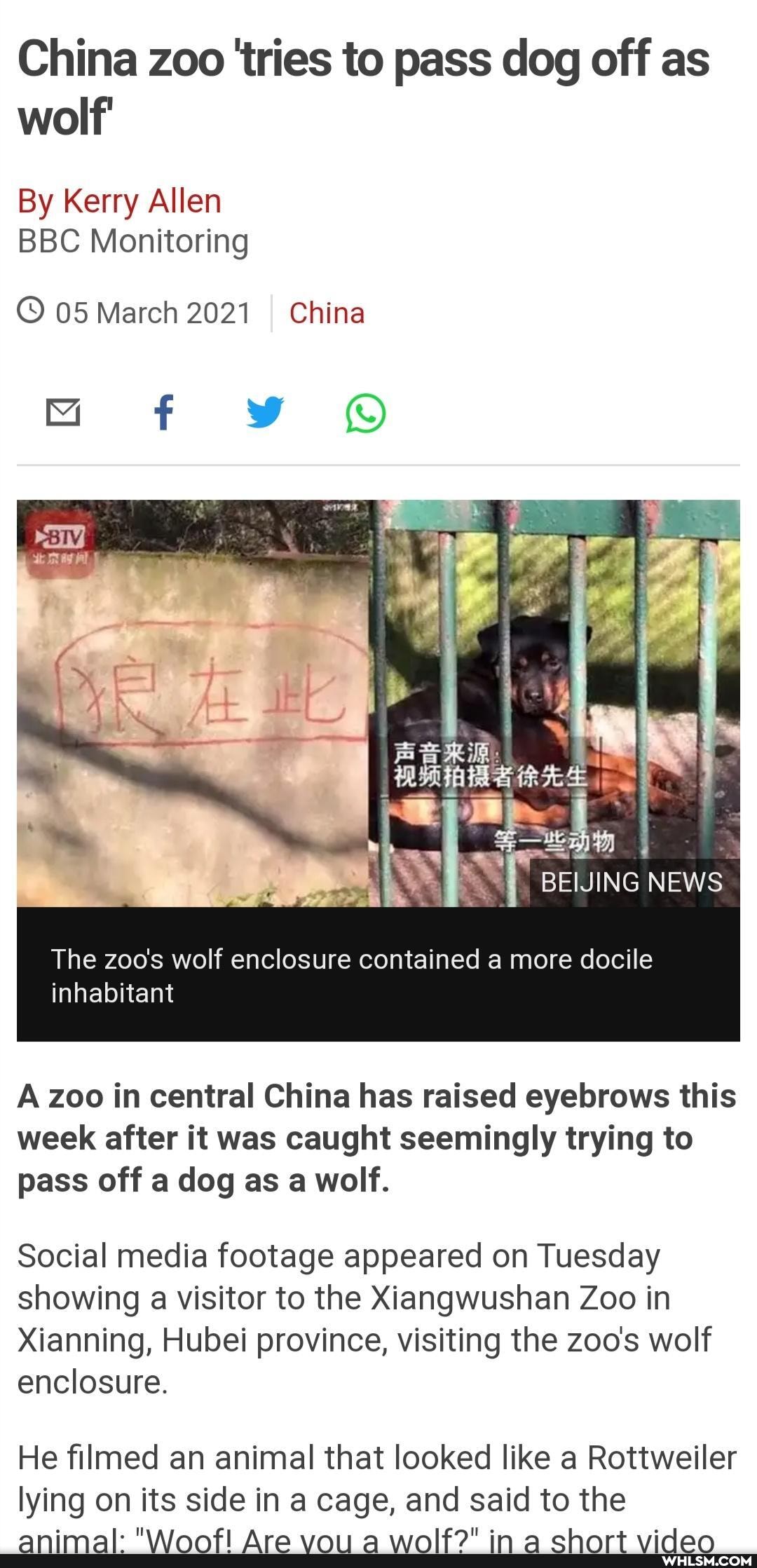 China zoo 'tries to pass dog off as wolf
By Kerry Allen
BBC Monitoring
05 March 2021 I China
ING NEWS
The zoos wolf enclosure contained a more docile inhabitant
A zoo in central China has raised eyebrows this week after it was caught seemingly trying to pass off a dog as a wolf.
Social media footage appeared on Tuesday showing a visitor to the Xiangwushan Zoo in
Manning, Hubei province, visiting the zoo's wolf enclosure.
He filmed an animal that looked like a Rottweiler lying on its side in a cage, and said to the