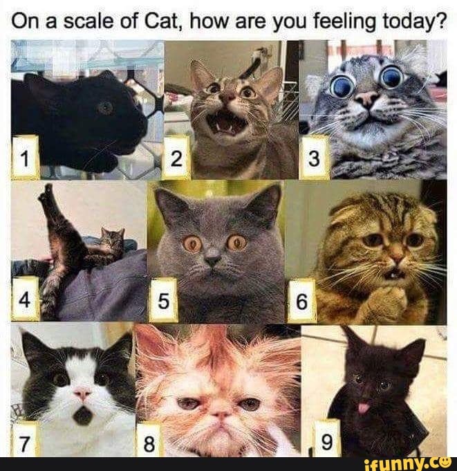 On a scale of Cat, how are you feeling today? - iFunny