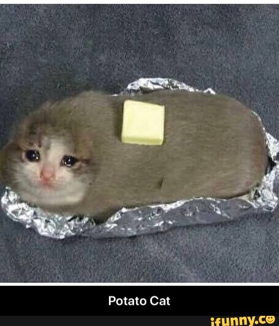 Potato Cat Potato Cat iFunny