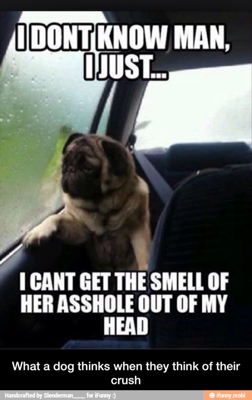 J
1 CANT GET THE SMELL OF
What a dog thinks when they think of their
crush - What a dog thinks when they think of their crush