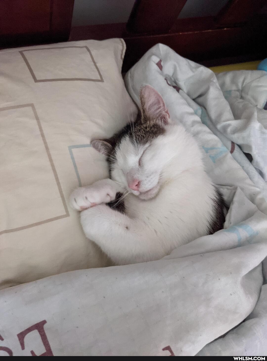 cat, cats, aww