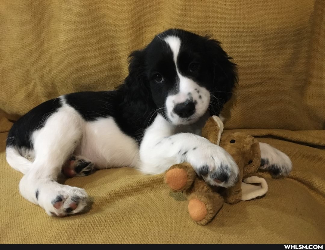 puppy, help_me_imgur, advice_animals