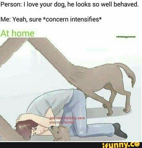 Person: I love your dog, he looks so well behaved. Me: Yeah, sure ...