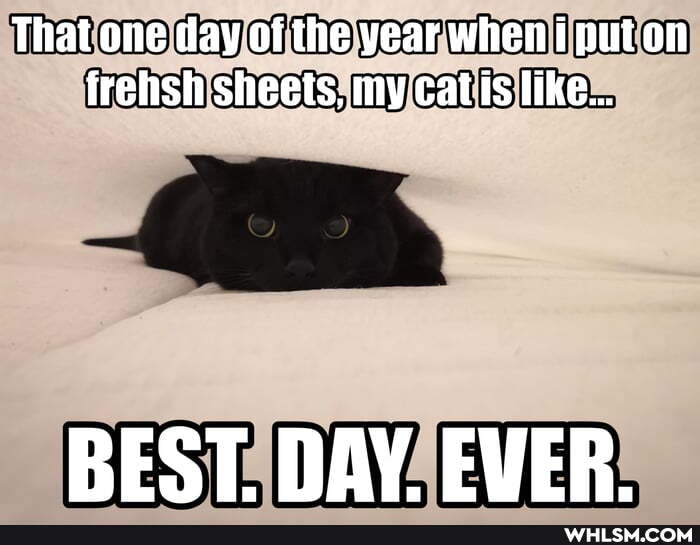 That one day of the year when i puton frehsh sheets, my cat is like...
BEST. DAY. EVER.