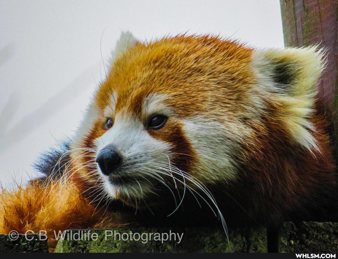 Wildlife- Photography