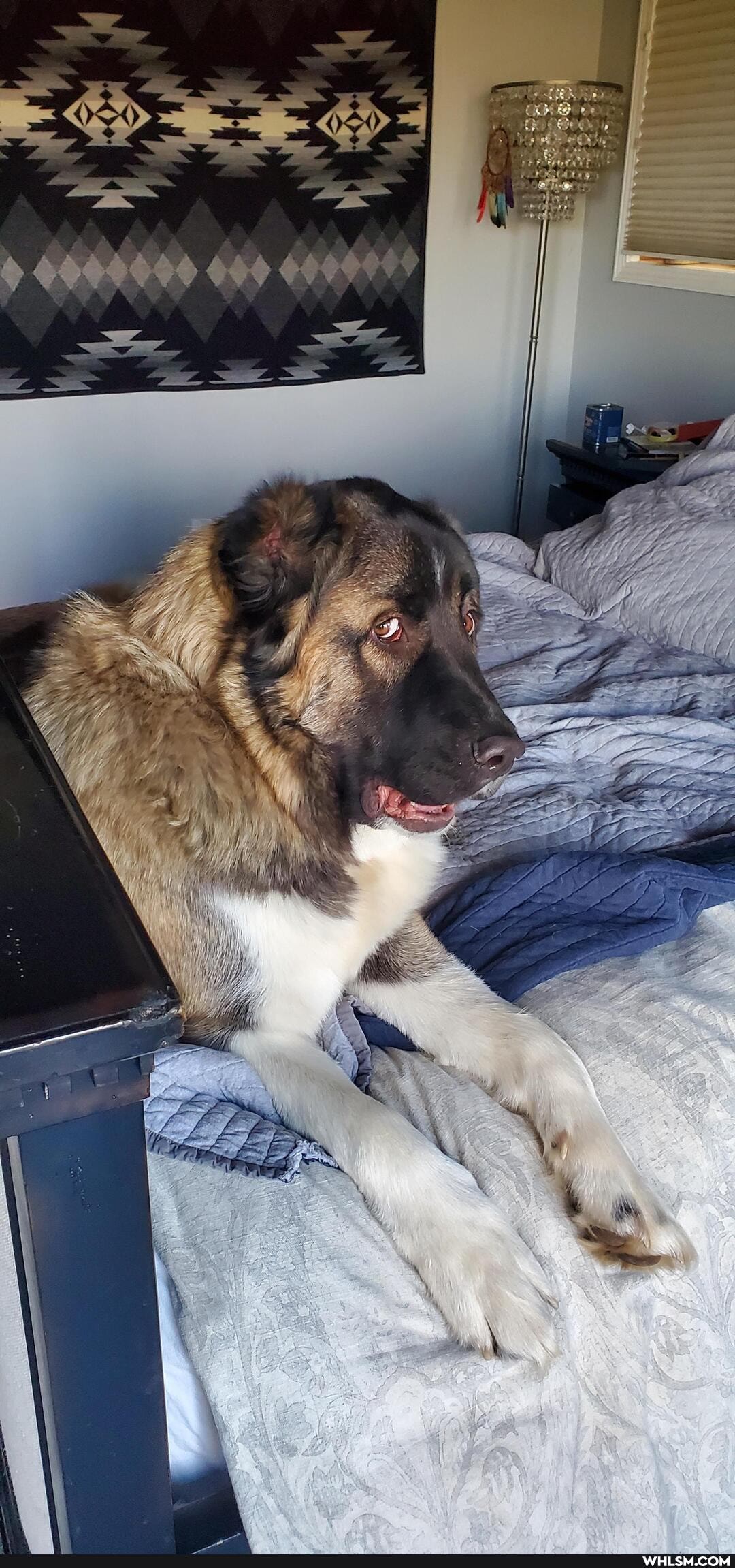 imgur12, dog, bigboy