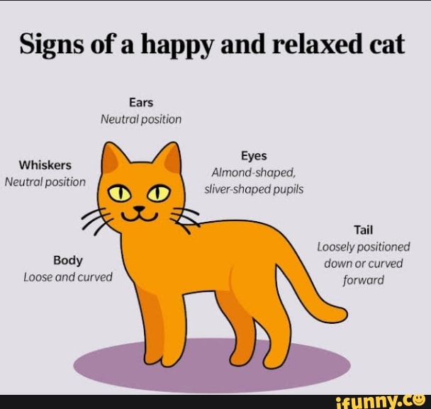 Signs of a happy and relaxed cat Ears Neutral position Eyes shaped ...