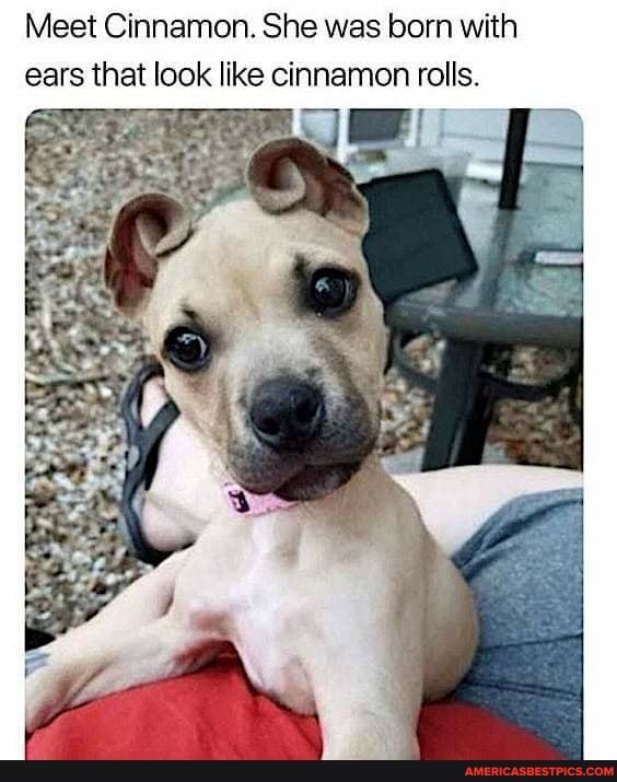 Meet Cinnamon. She was born with ears that look like cinnamon rolls. America’s best pics and