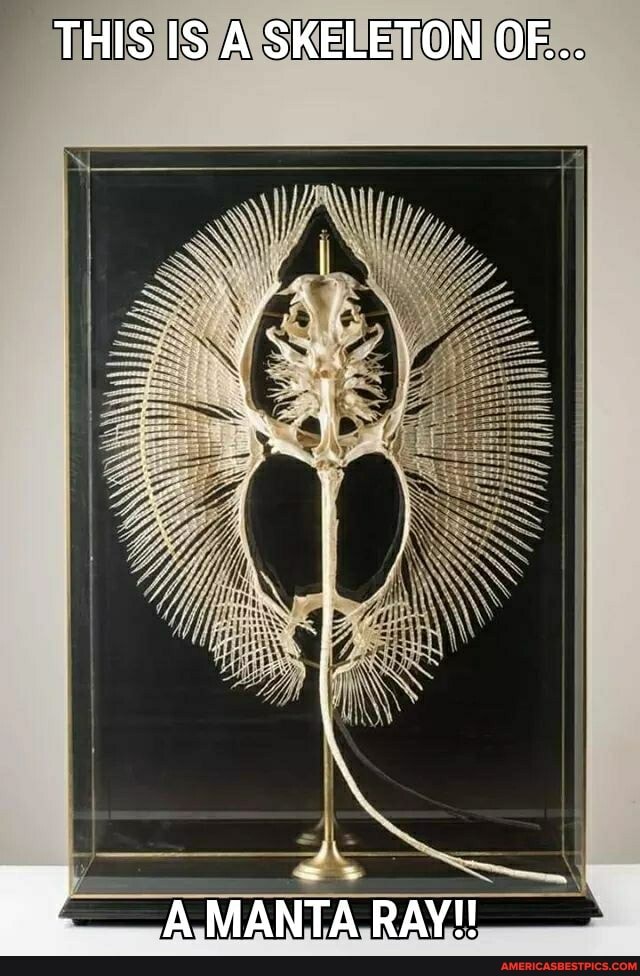 THIS IS A SKELETON OF...
A MANTA RAY!