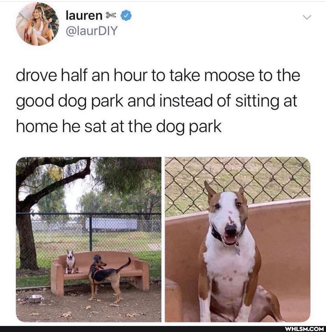 lauren @
@laurDlY drove half an hour to take moose to the
good dog park and instead of sitting at home he sat at the dog park