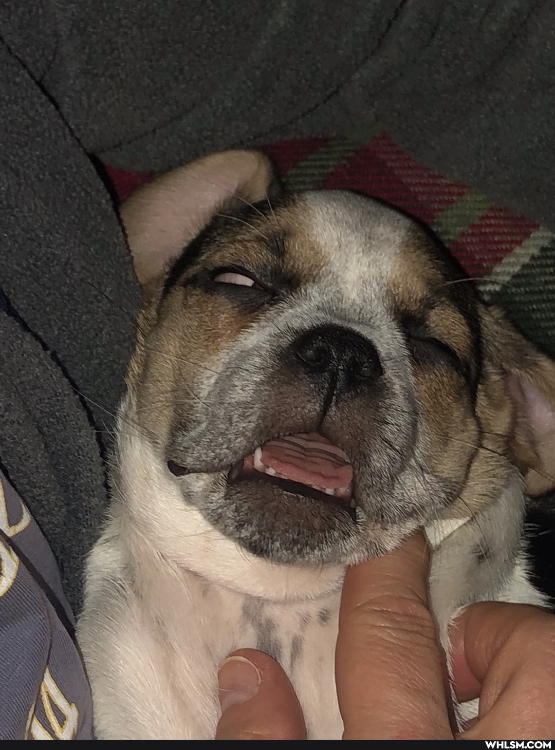 dogs, but_why, dogs_are_the_best_people, wholesome_memes