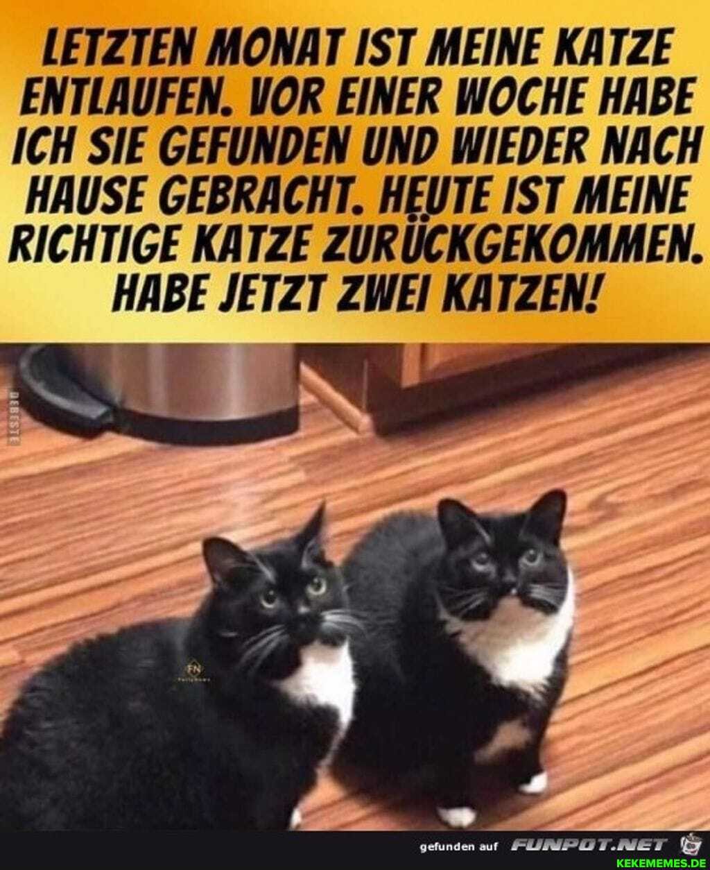 LETZTEN MONAT IST MEINE KATZE ENTLAUFEN. VOR EINER WOCHE HABE ICH SIE GEFUNDEN UND WIEDER NACH HAUSE GEBRACHT. HEUTE IST MEINE RICHTIGE KATZE ZURÜCKGEKOMMEN.
HABE JETZT ZWEI KATZEN!