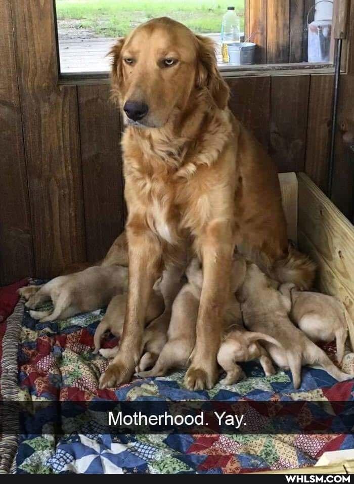 Motherhood. Yay.