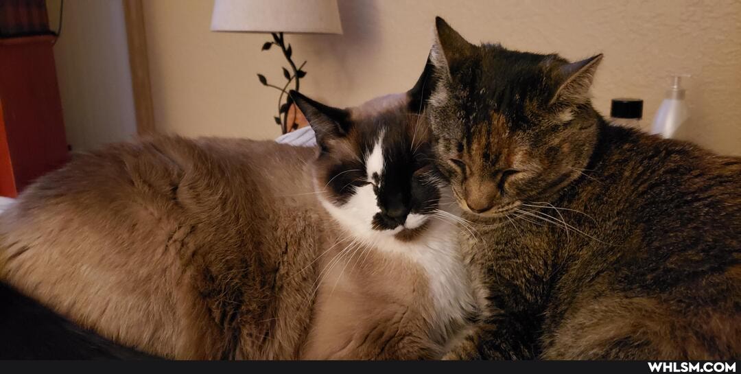 cats, snugglebugs