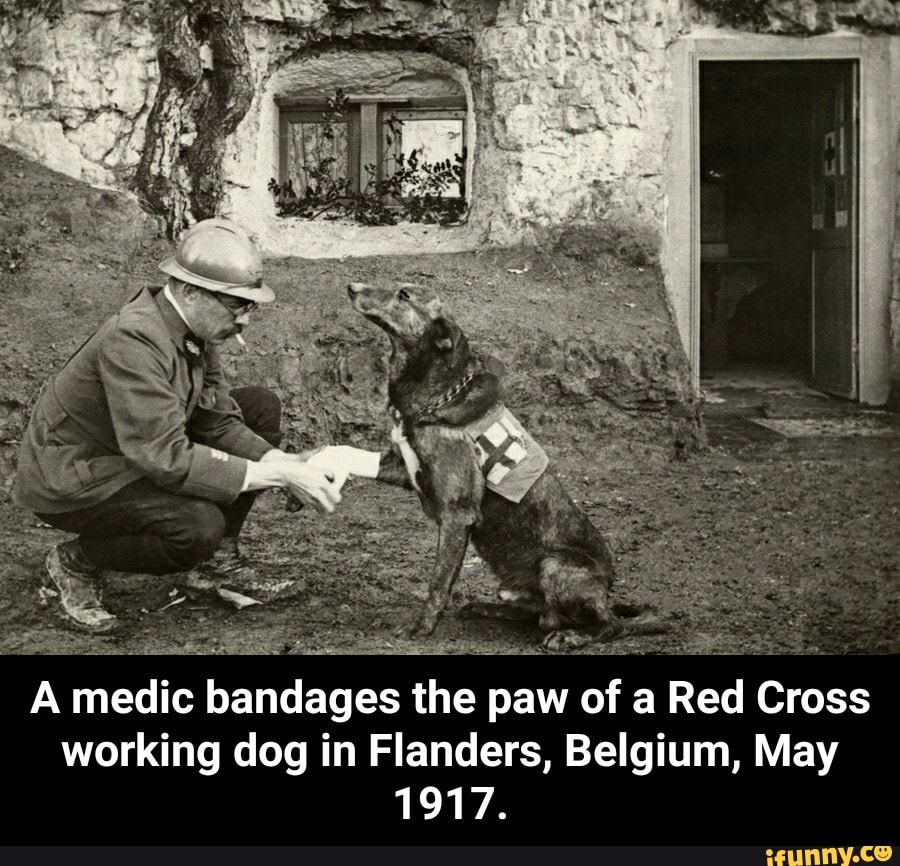 A medic bandages the paw of a Red Cross working dog in Flanders, Belgium, May
1917.
