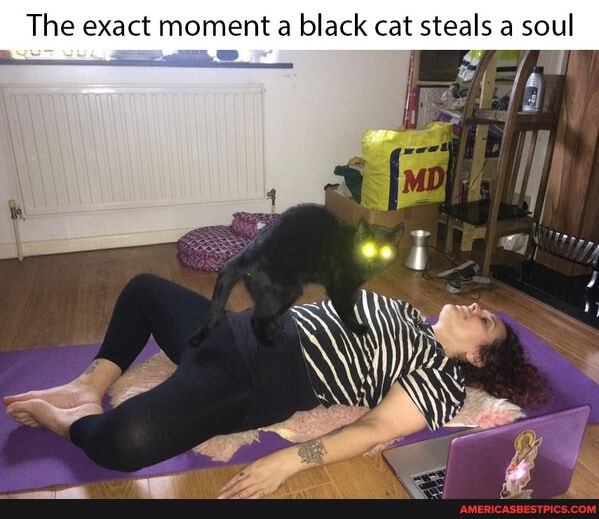 The exact moment a black cat steals soul
co