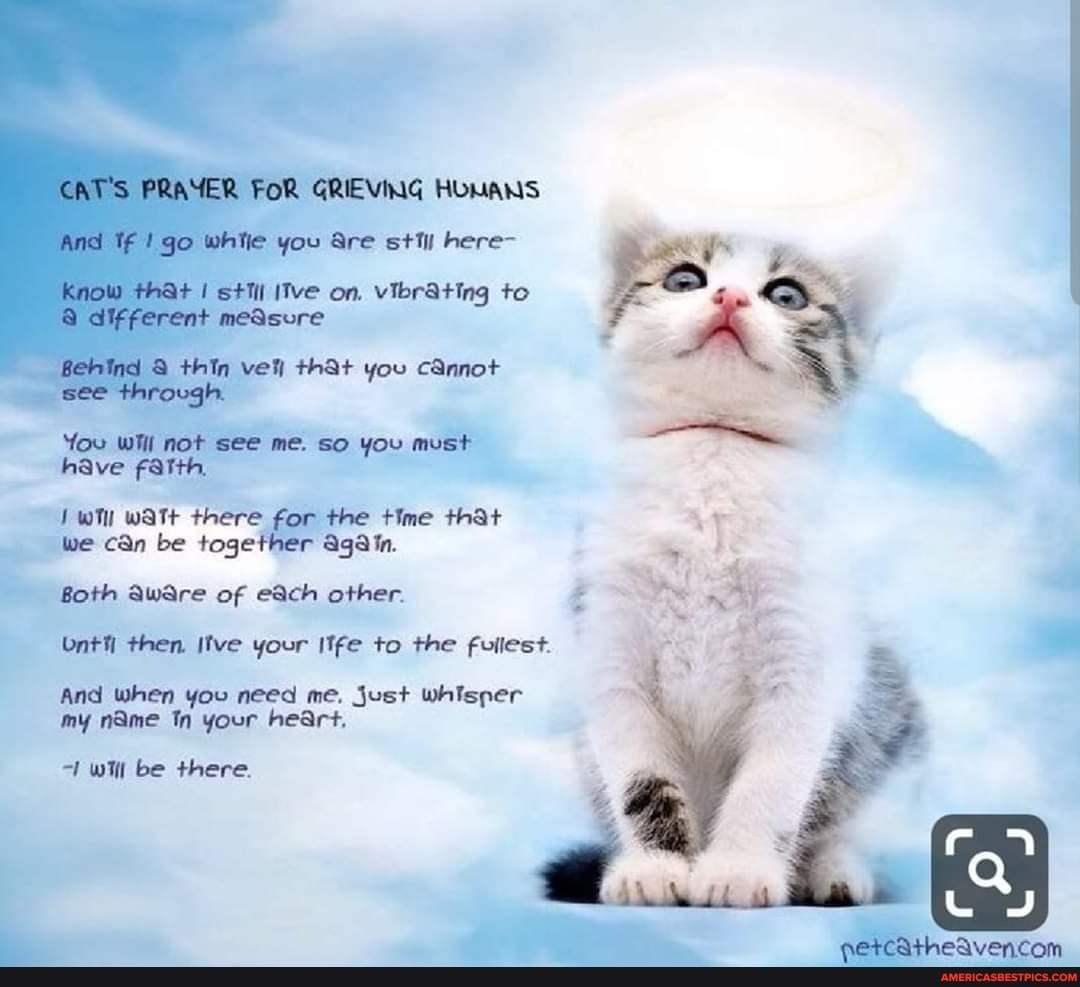 S Prayer Cat S For Grieving Homans Go While You Are Stt Here Know That Sii On