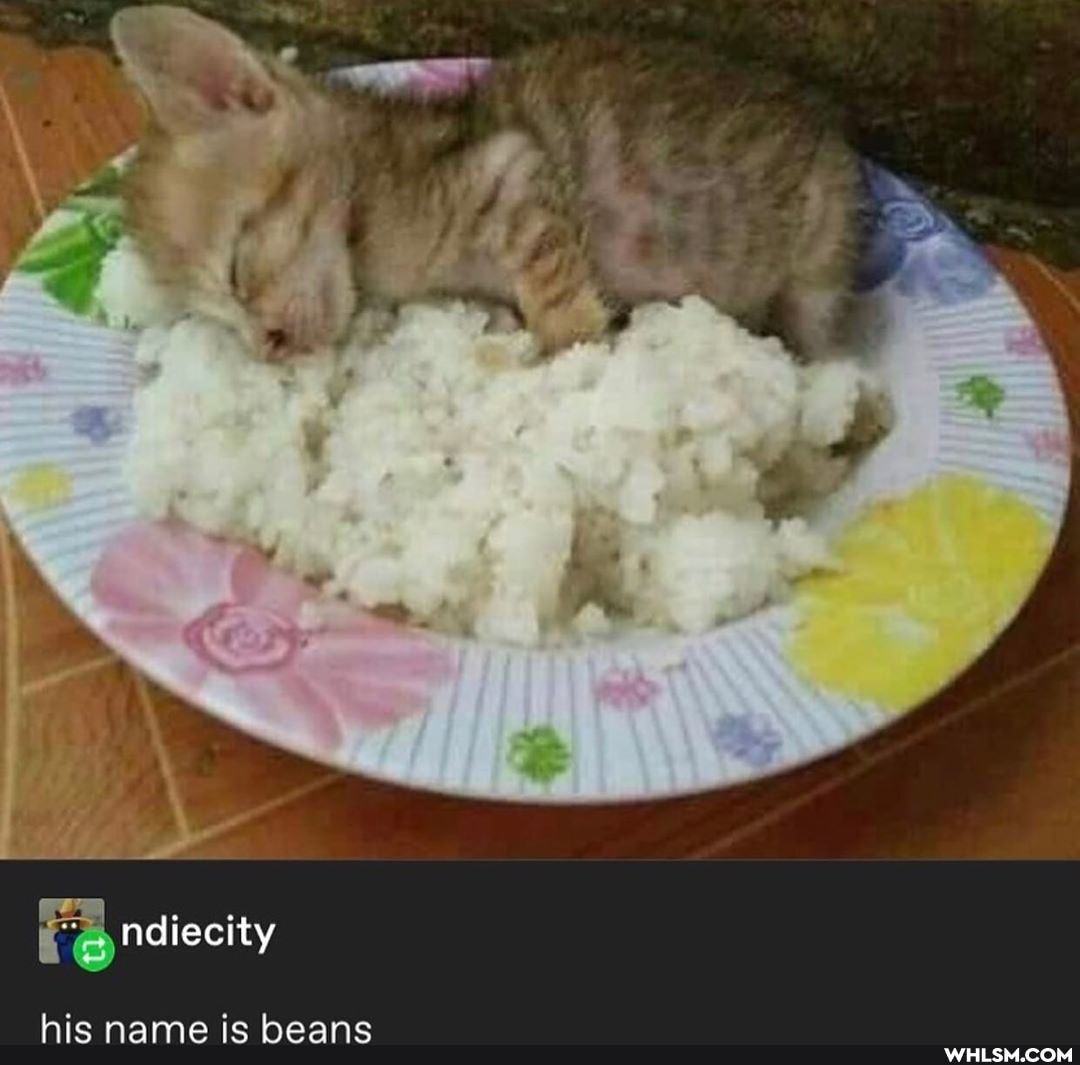 ndiecity
his name is beans