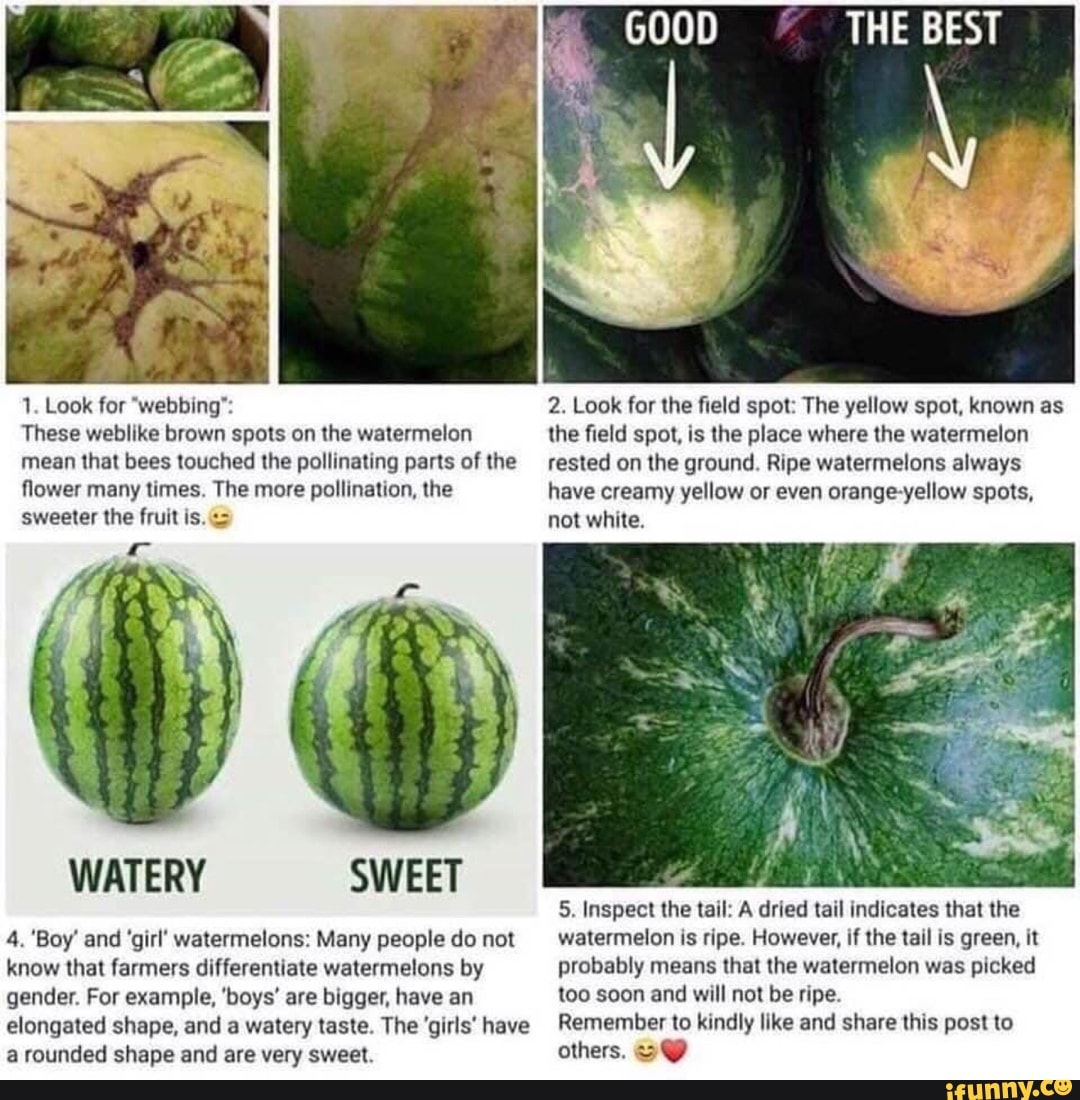 1. Look for "webbing" These weblike brown spots on the watermelon mean