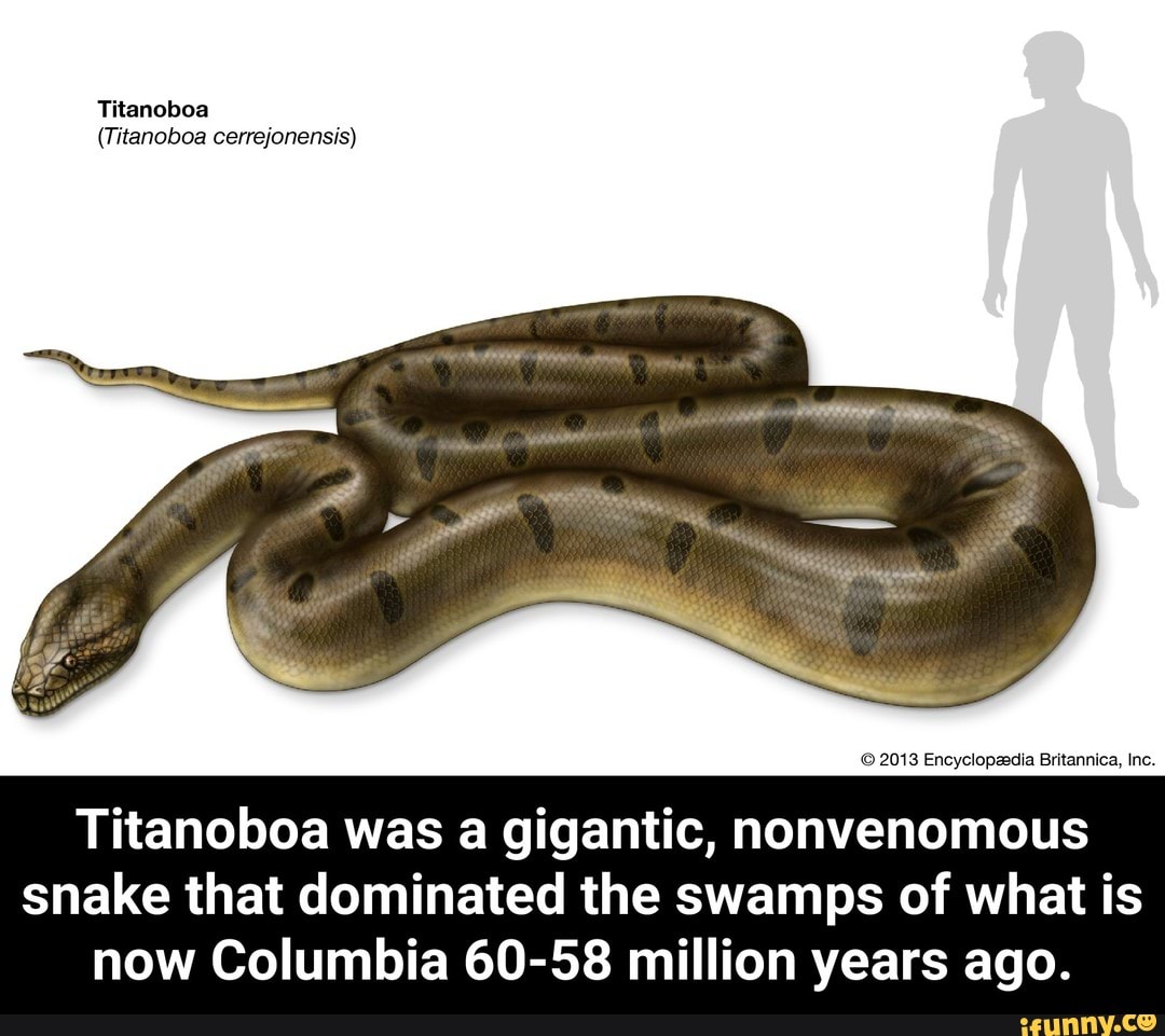 Titanoboa © 201a Encyclopaema Britannica, Mo. Titanoboa Was A Gigantic ...