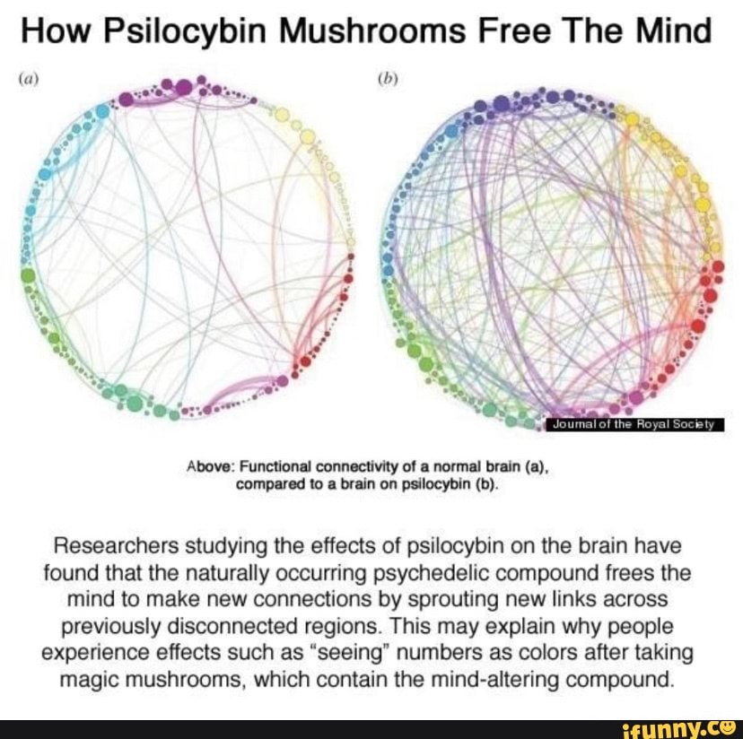 How Psilocybin Mushrooms Free The Mind (a) (b) Above: Functional ...