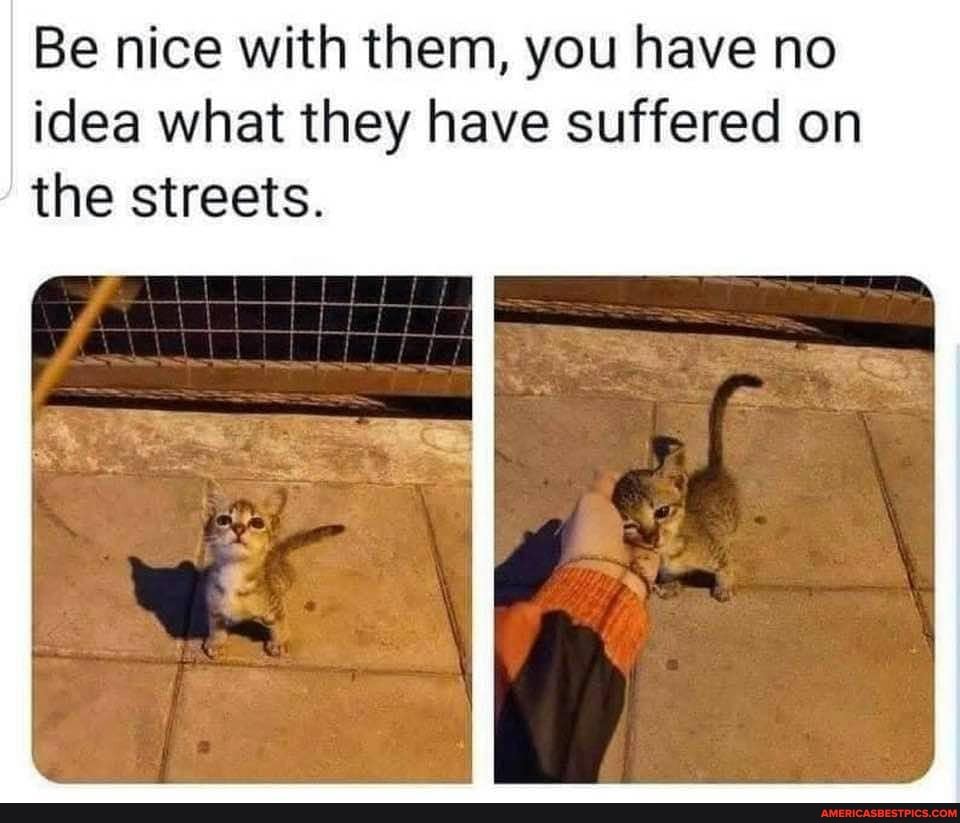 Be nice with them, you have no idea what they have suffered on the streets.