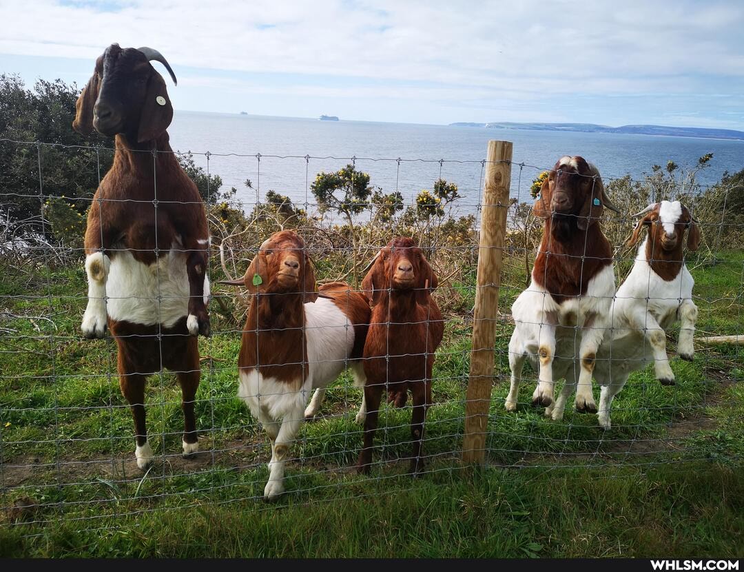 rocks, sea, goats, beach