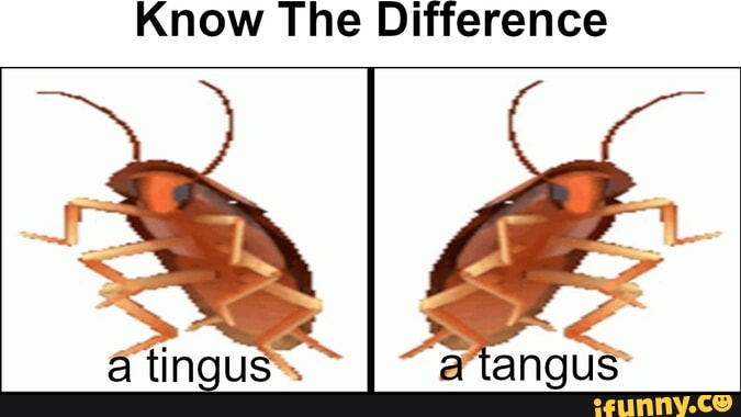 Tingus memes. Best Collection of funny Tingus pictures on iFunny