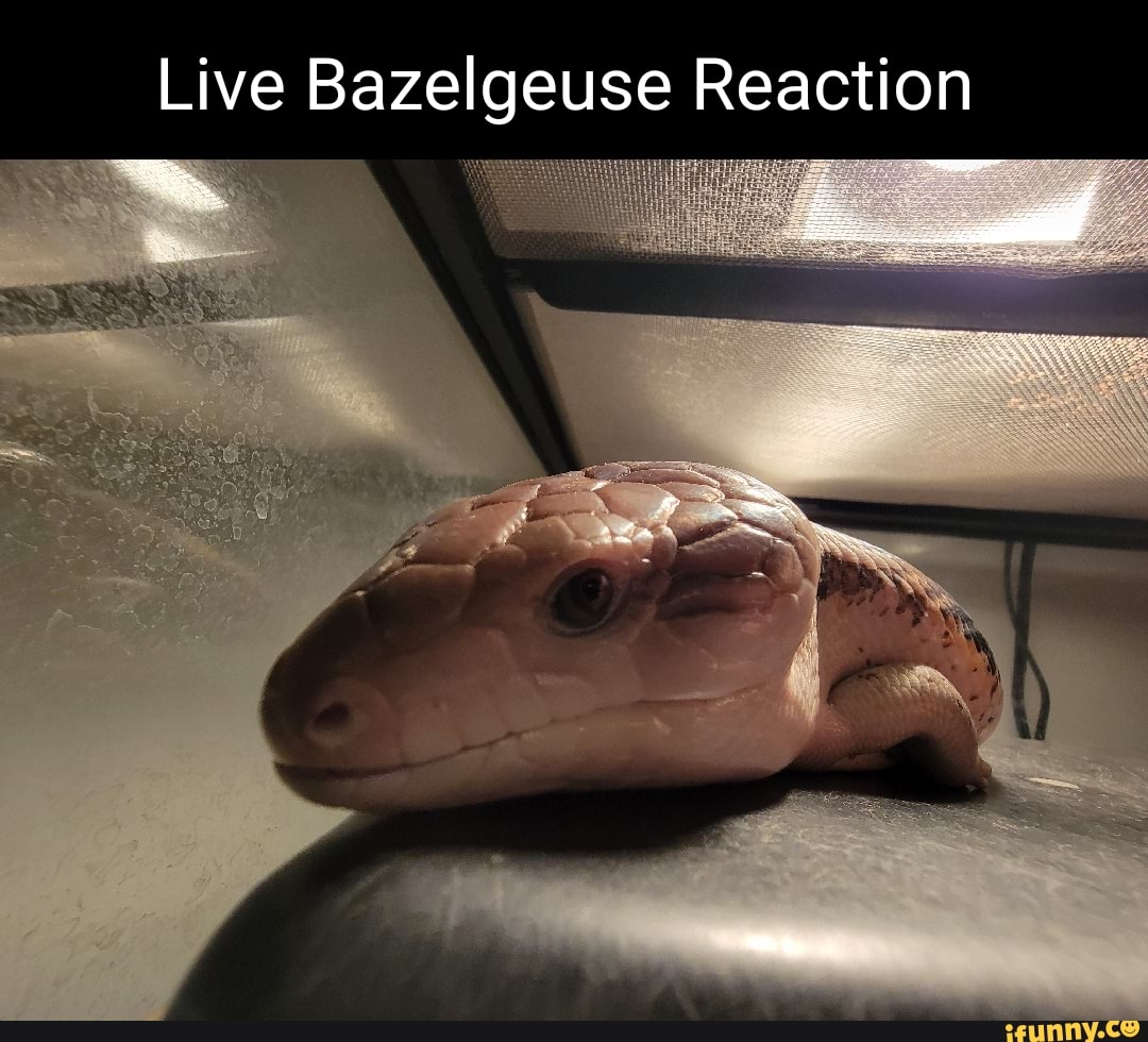 Bazelgeuse Memes Best Collection Of Funny Bazelgeuse Pictures On IFunny   D911b9db731f785e080d8e30748adb5bfac4c5da9502093711ce115f9afd24f3 1 