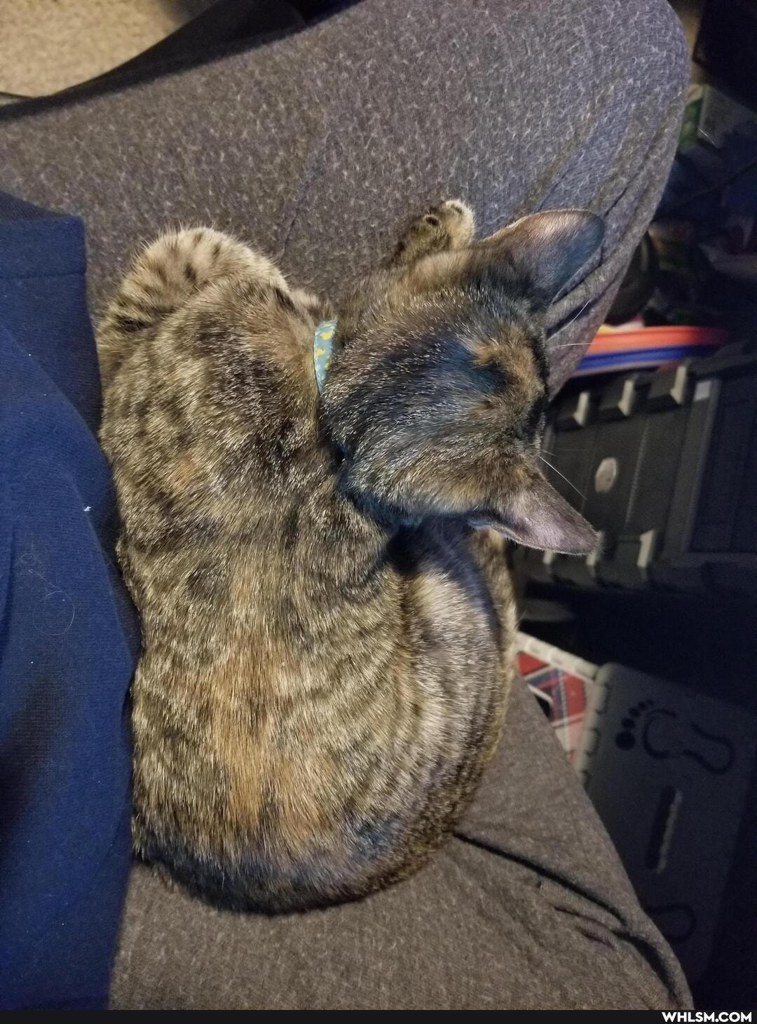 cat, aww, kitten